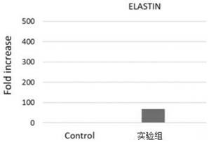 Beautying probiotic composition capable of promoting synthesis of hyaluronic acid and collagen