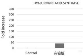 Beautying probiotic composition capable of promoting synthesis of hyaluronic acid and collagen