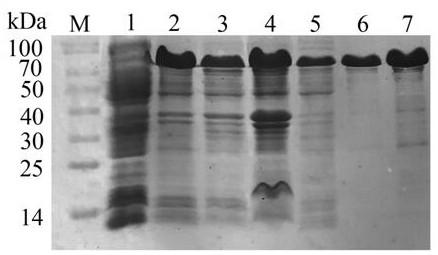 A hybridoma cell line secreting anti-chromaffin-a monoclonal antibody and its application