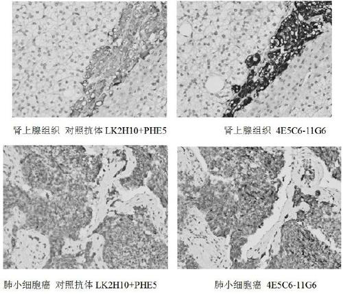 A hybridoma cell line secreting anti-chromaffin-a monoclonal antibody and its application