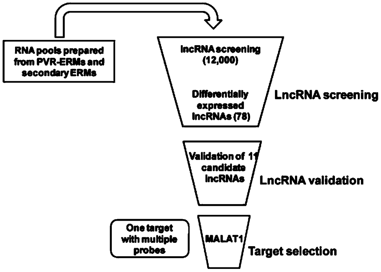 Application of lncrna-malat1 in the preparation of diagnostic reagents for proliferative vitreoretinopathy