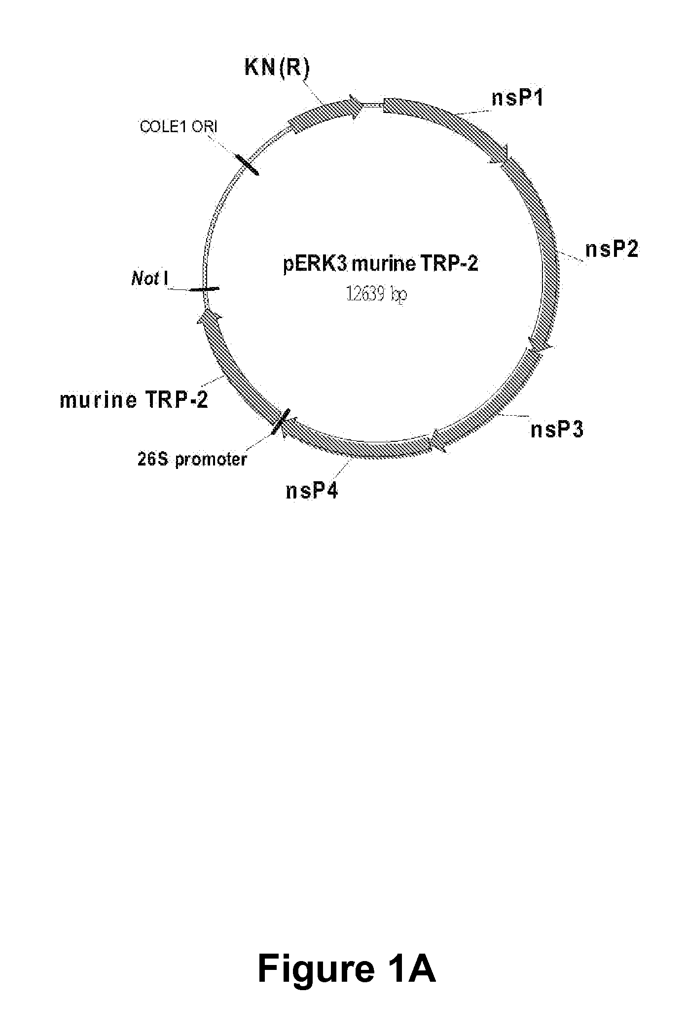 Alphavirus Replicon Particles Expressing TRP2