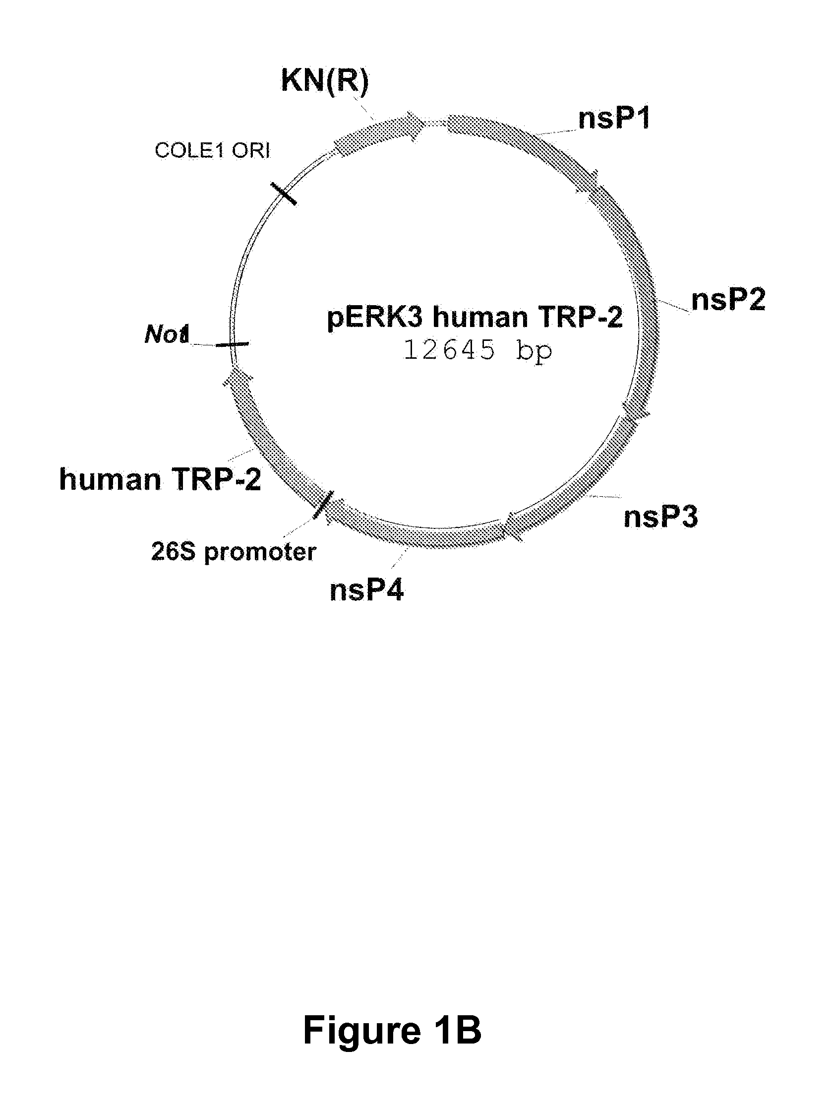Alphavirus Replicon Particles Expressing TRP2
