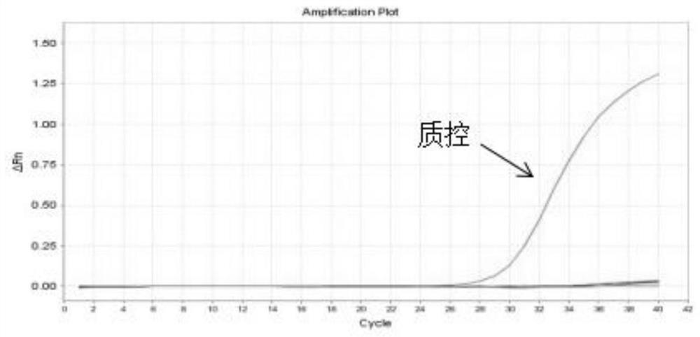 Primer group, kit and method for detecting head and neck tumor gene survival correlation