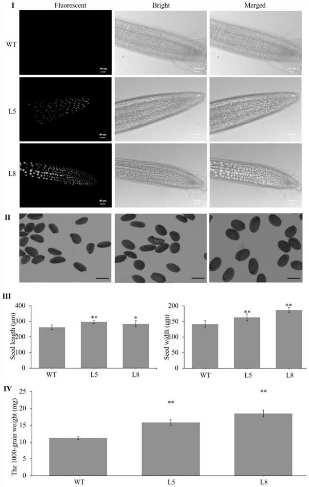 Application of maize zmbes1/bzr1-5 gene in breeding large grain plants