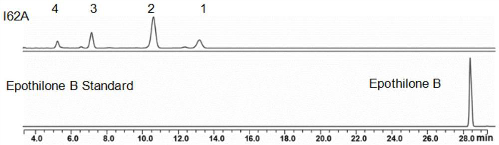 A group of epothilone b glucoside compounds and their enzymatic preparation and application