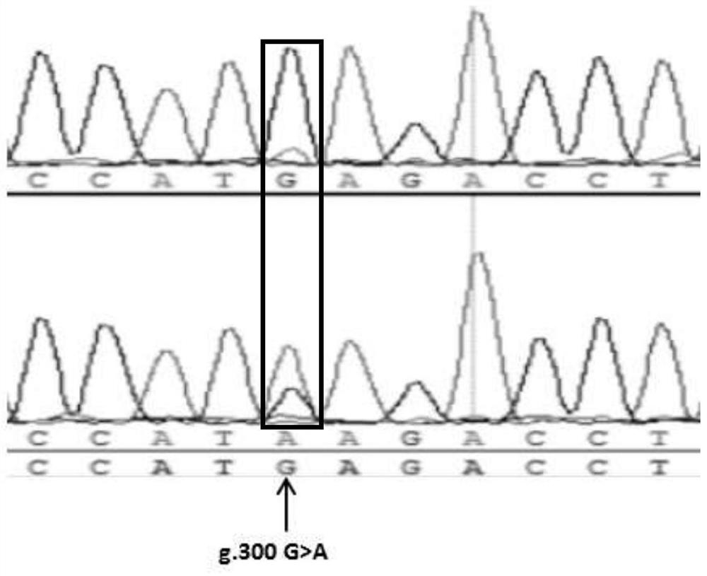 A Molecular Marker Related to Sheep Feed Conversion Rate and Its Application