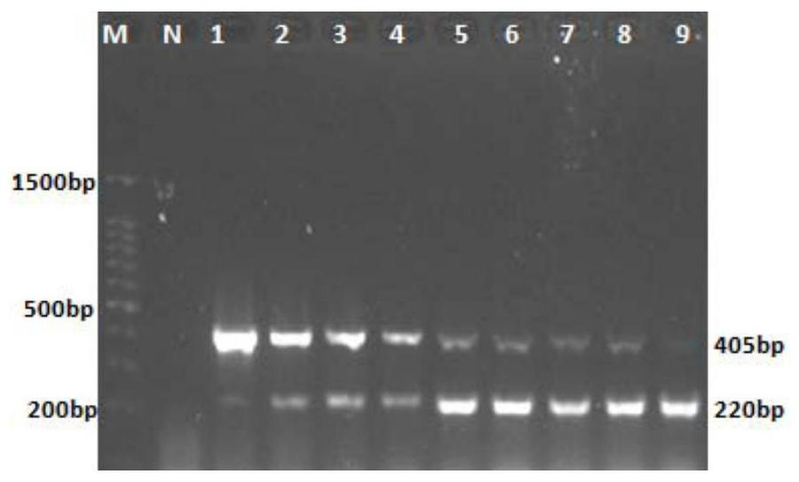 Primer group for identifying avian nephritis virus and chicken infectivity anemia virus and application thereof