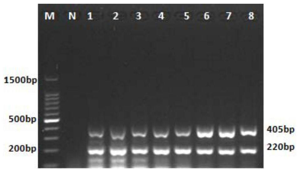 Primer group for identifying avian nephritis virus and chicken infectivity anemia virus and application thereof