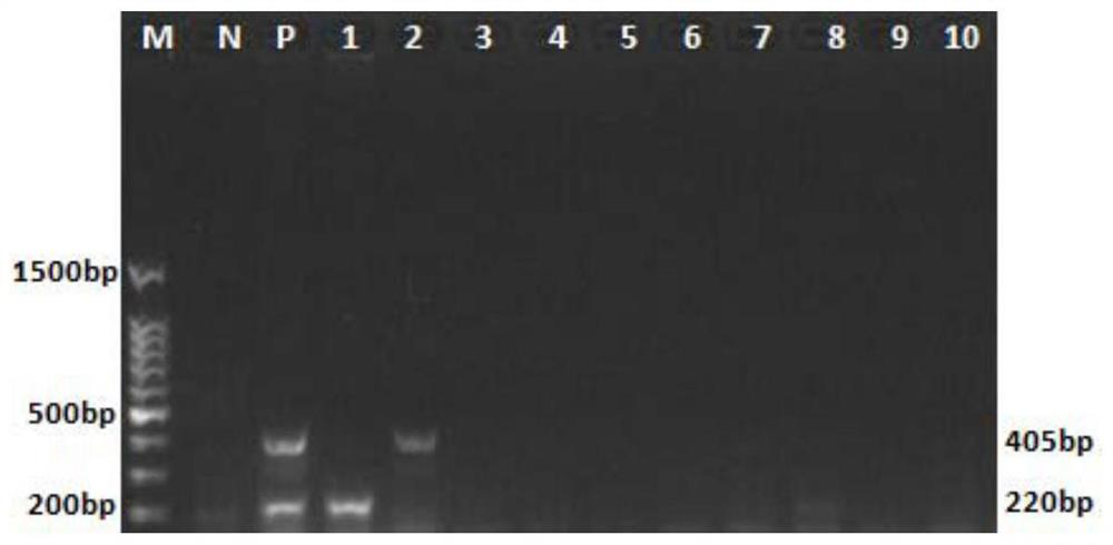 Primer group for identifying avian nephritis virus and chicken infectivity anemia virus and application thereof
