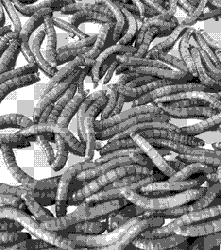 Method of degrading waste film materials through yellow meal worms