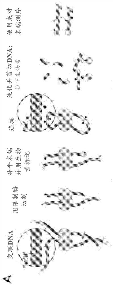 Methods for genome assembly, haplotype phasing, and target-independent nucleic acid detection