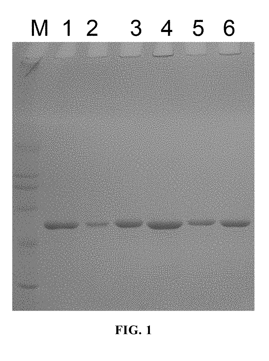 Mutant of L1 protein of human papillomavirus type 11