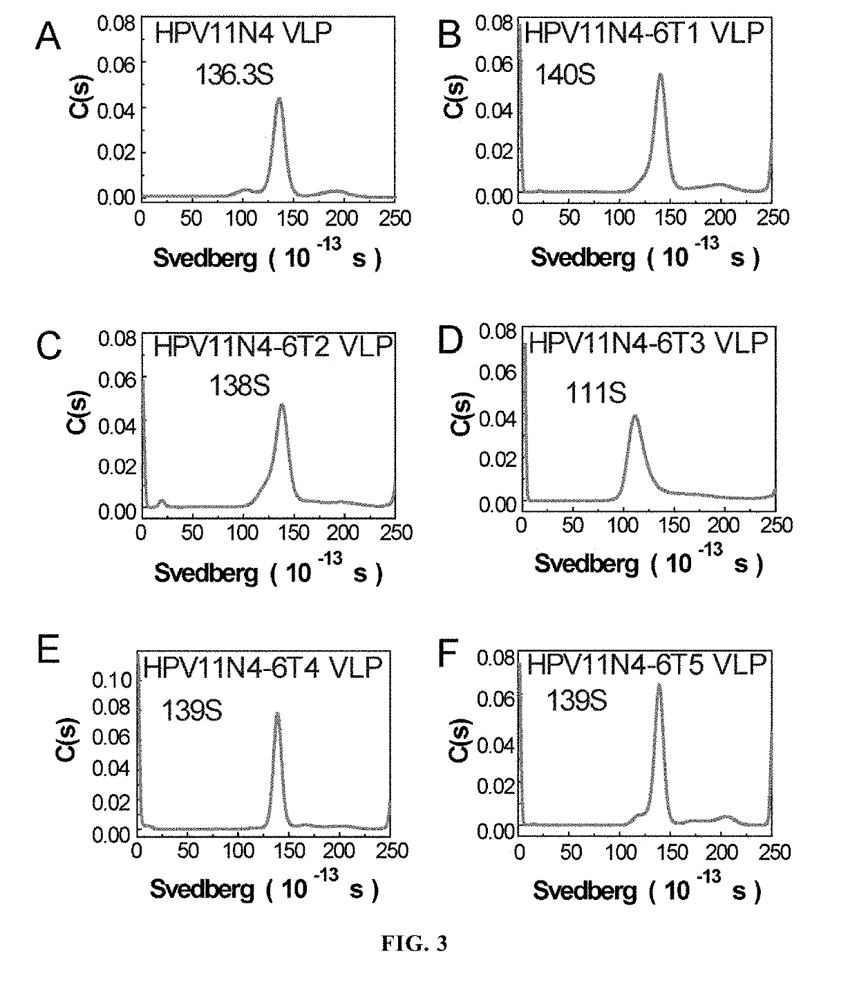 Mutant of L1 protein of human papillomavirus type 11