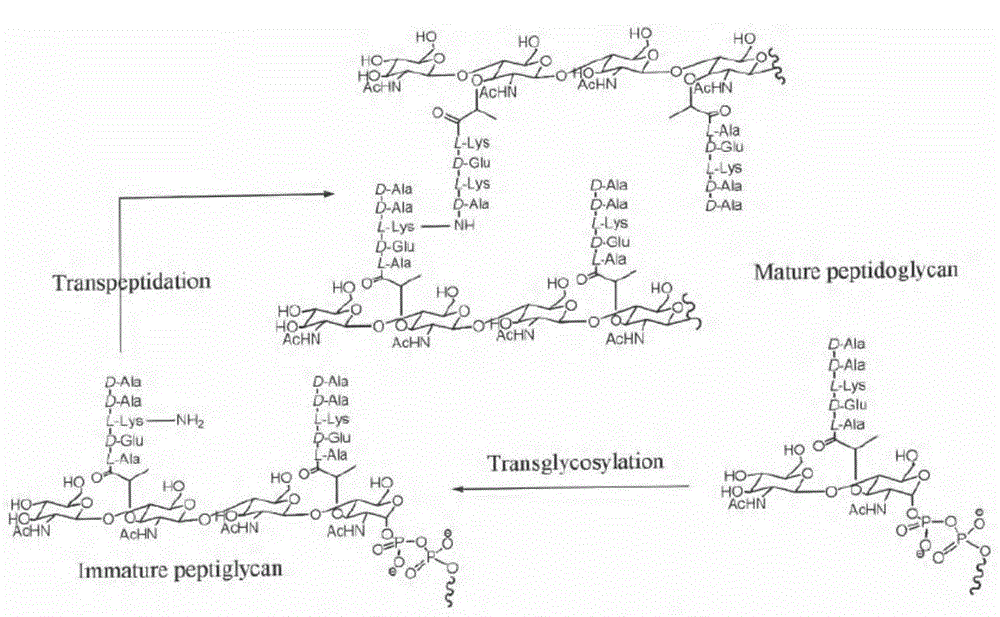 Vancomycin derivative, preparation method and antibacterial application thereof