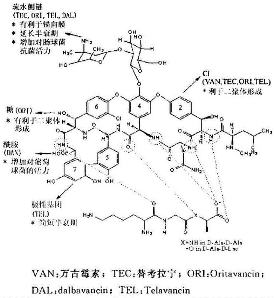 Vancomycin derivative, preparation method and antibacterial application thereof