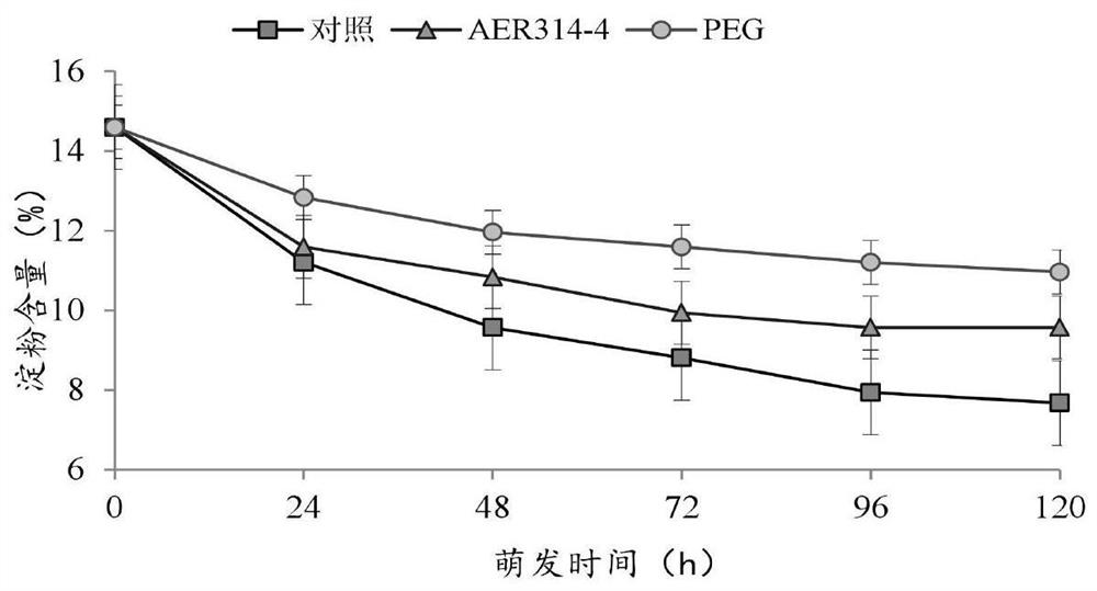 A kind of symbiotic anti-drought endophyte for promoting seed germination and its application