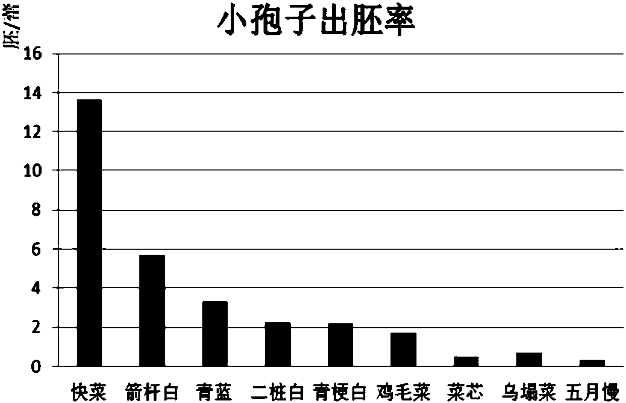 Method for culturing non-heading Chinese cabbage microspore plantlets