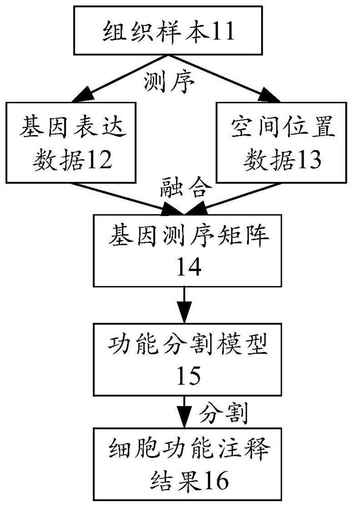Cell function annotation method, device, equipment and medium