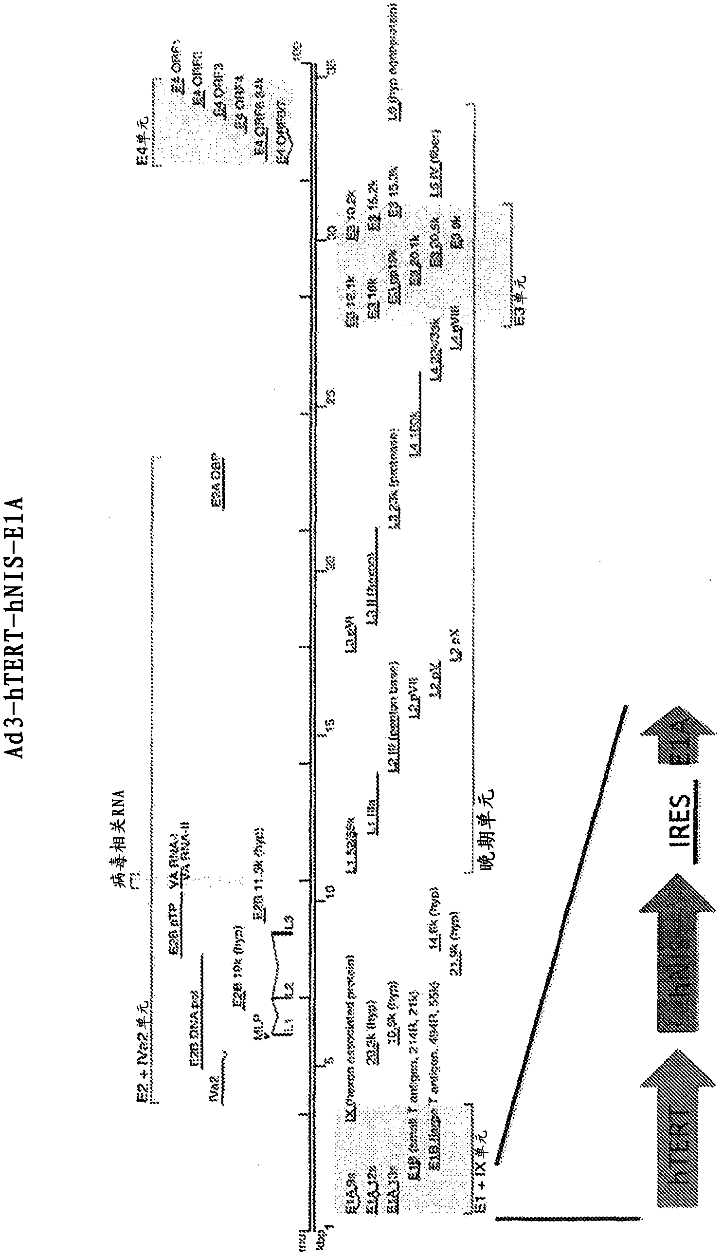 Non-ad5 adenoviral vectors and methods and uses related thereto