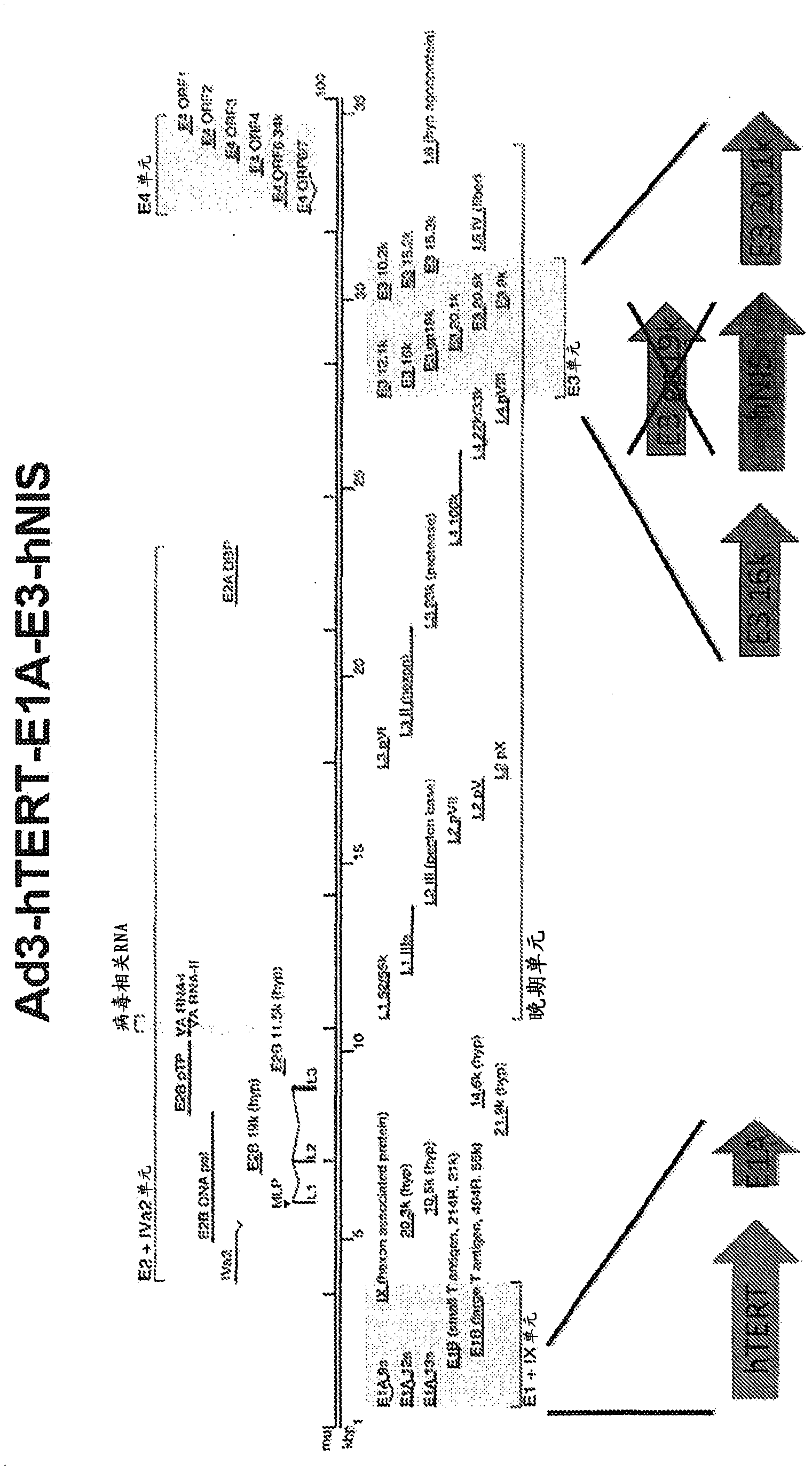 Non-ad5 adenoviral vectors and methods and uses related thereto