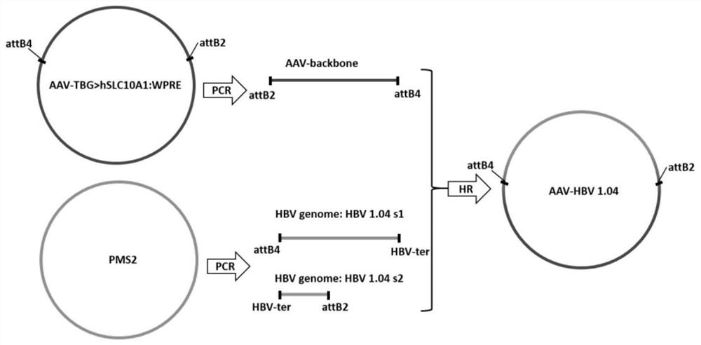 A kind of establishment method and application of aav-hbv recombinant virus and hepatitis B virus mouse model based on s gene break