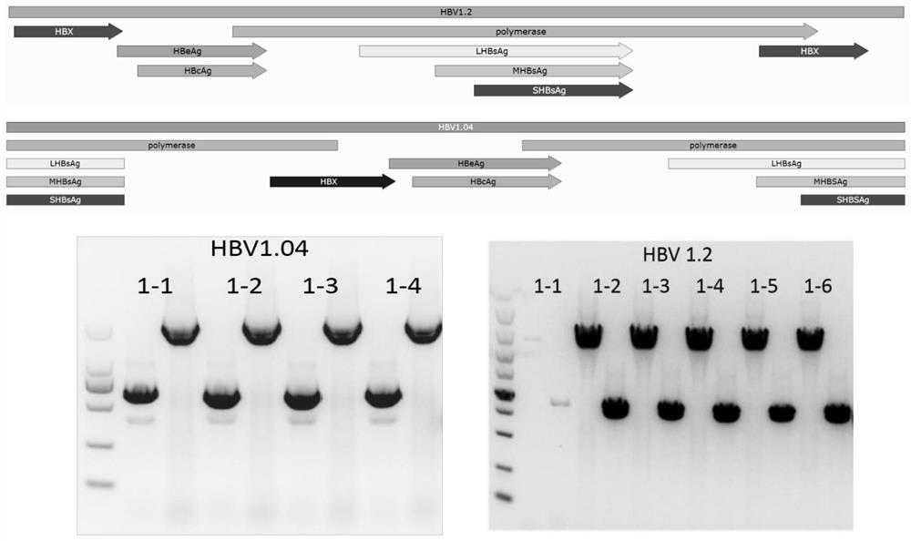 A kind of establishment method and application of aav-hbv recombinant virus and hepatitis B virus mouse model based on s gene break