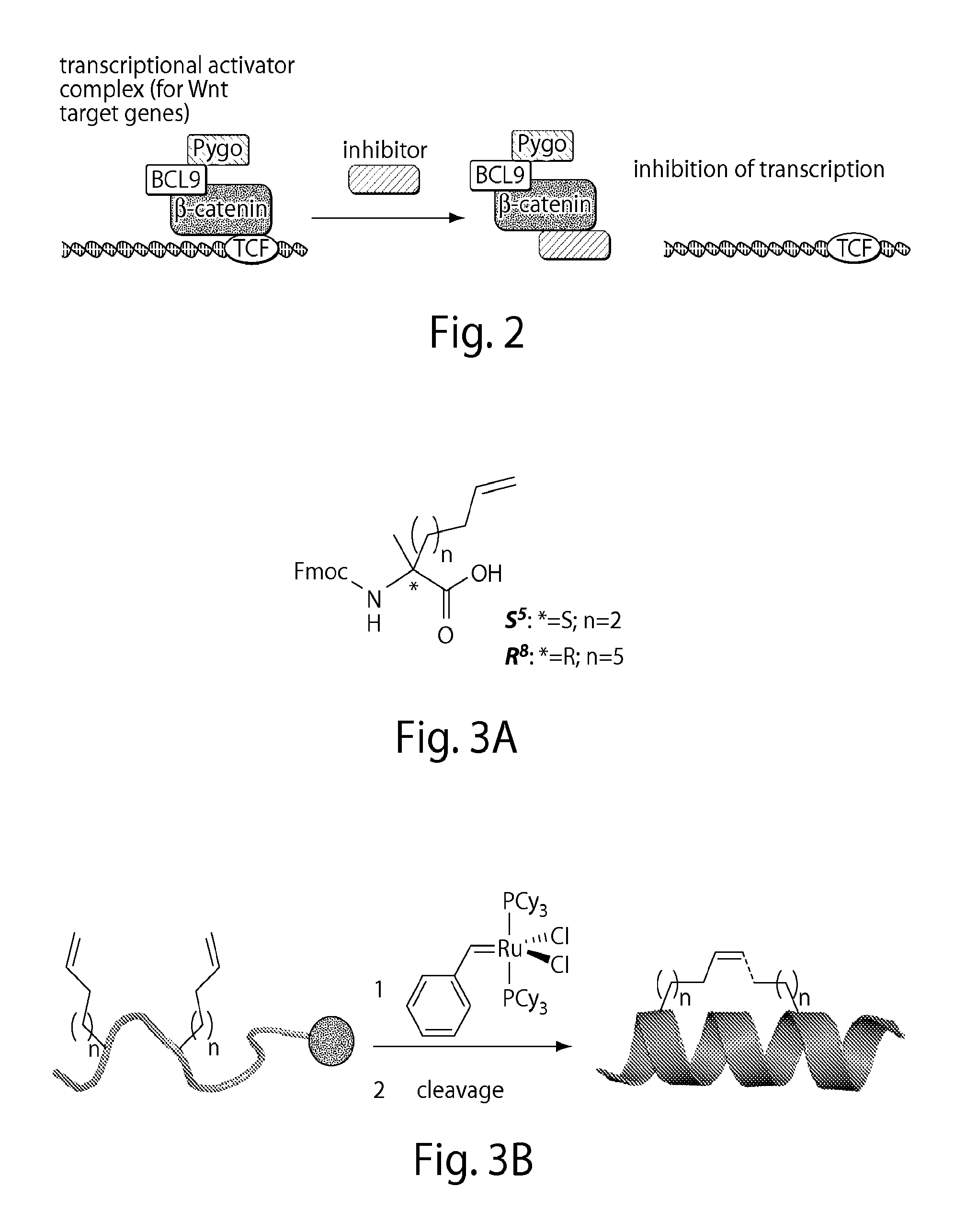 Beta-catenin targeting peptides and uses thereof