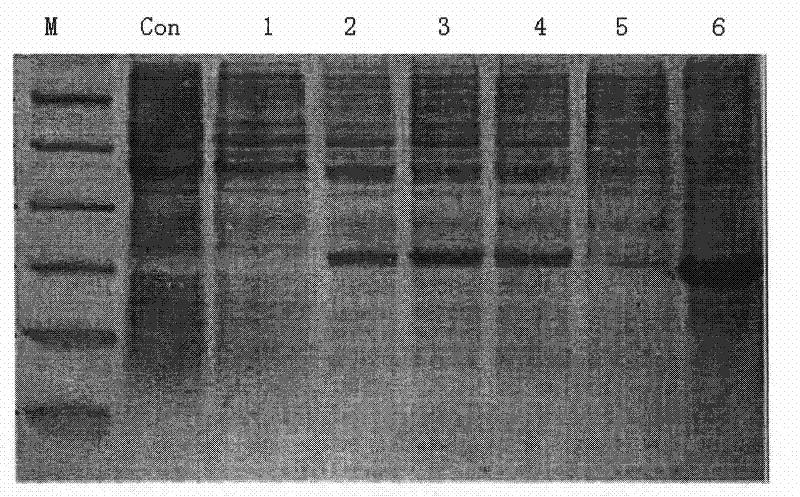 Recombinant beta-lactamase-RGD-fusion protein and application thereof in medicine