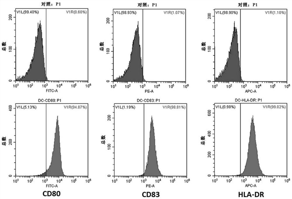 Dendritic cell vaccine sensitized by A2B5 + glioma cells