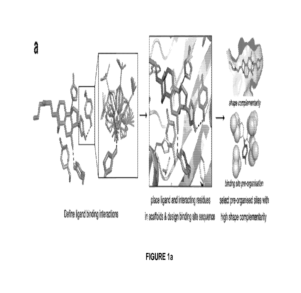 High affinity digoxigenin binding proteins