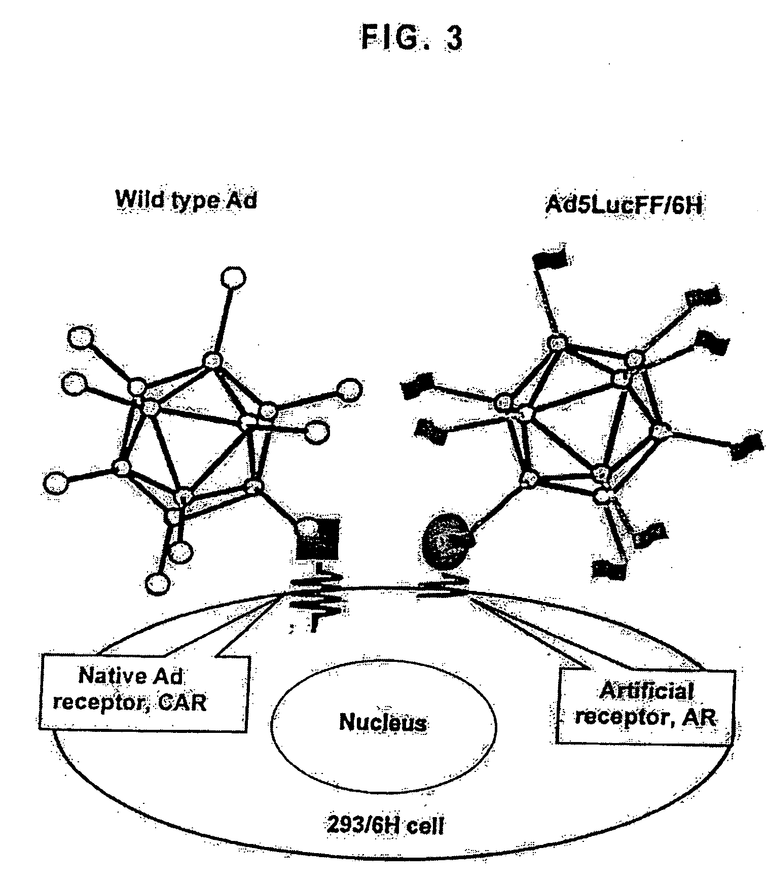 Modified adenovirus containing a fiber replacement protein