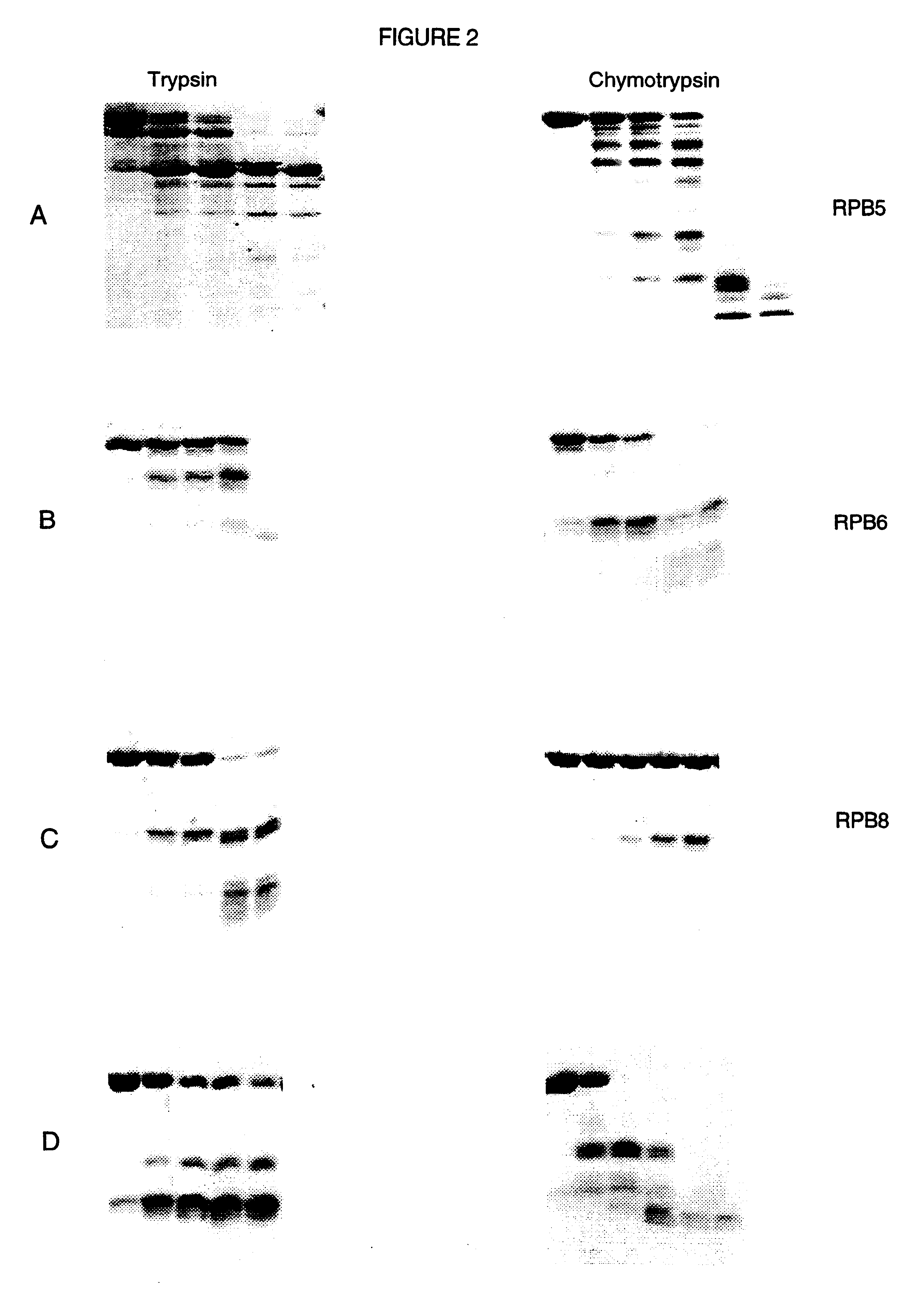 Device and method for the determination of protein domain boundaries