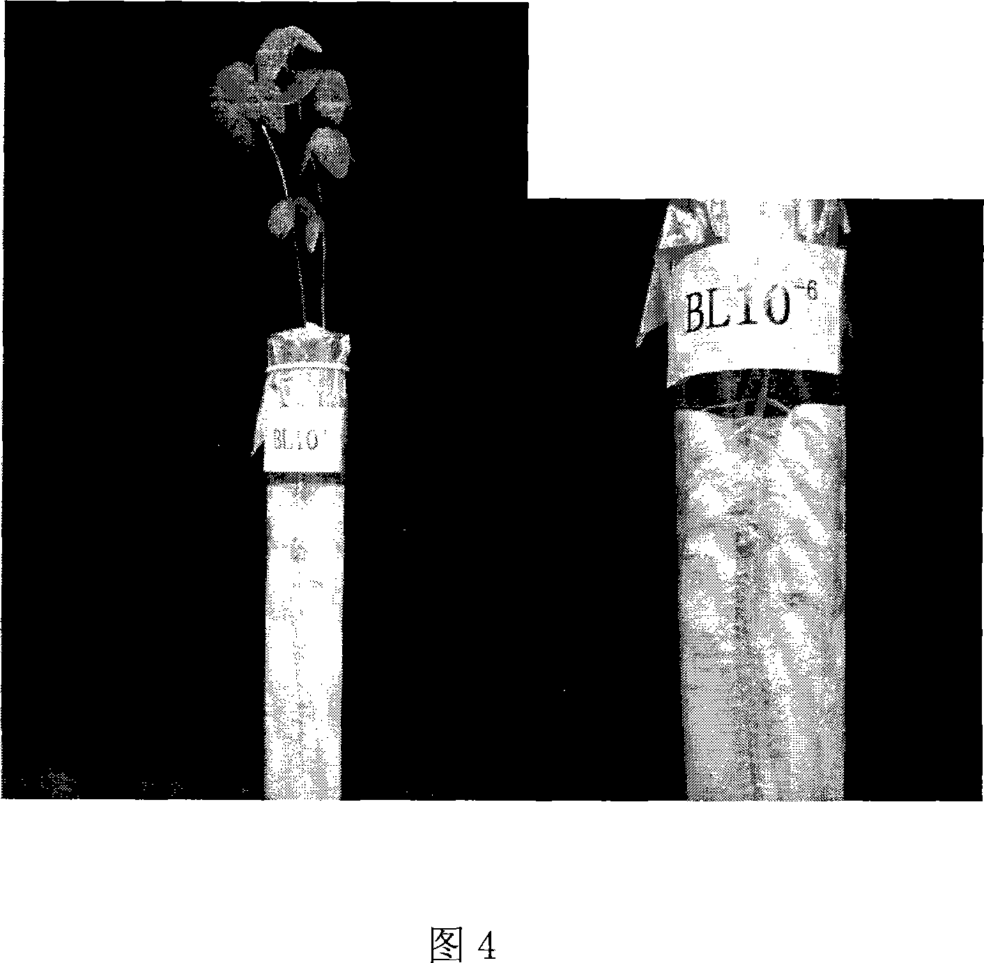 Root nodule azotobacter strain BDYD1 and uses thereof