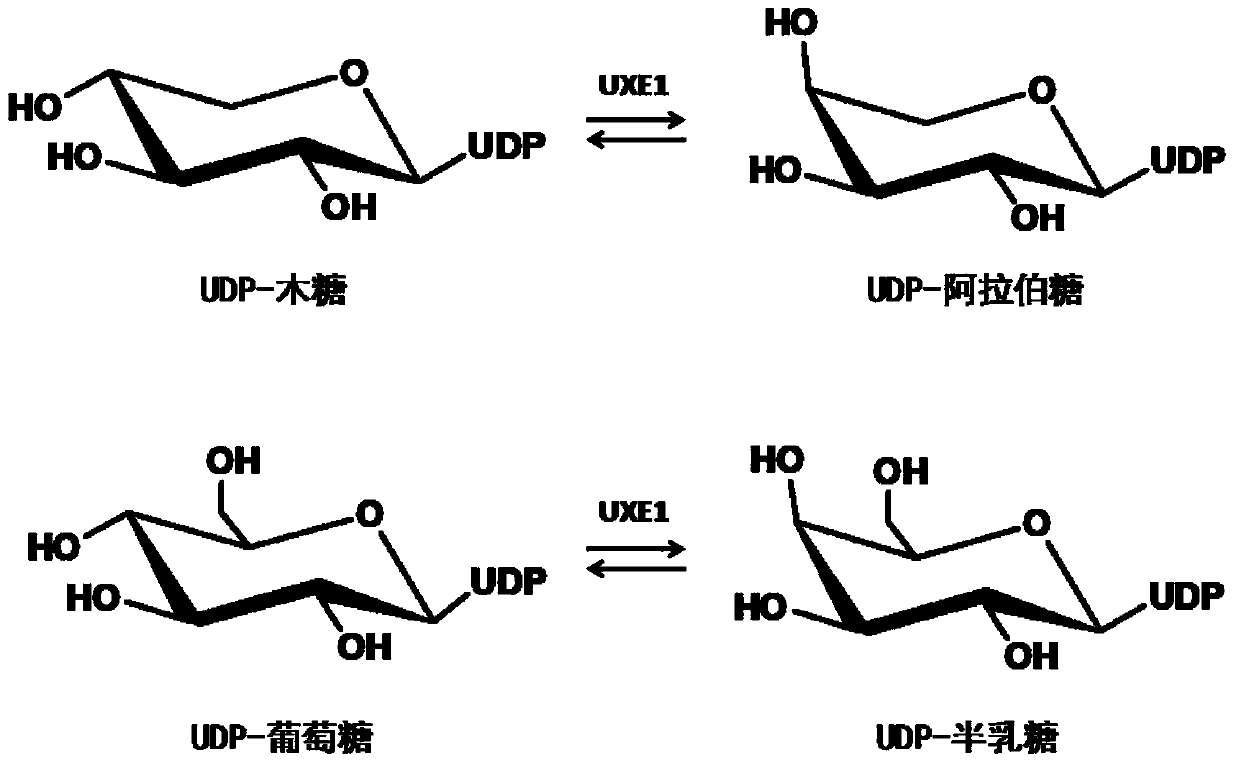 A uridine-5'-diphosphate xylose epimerase derived from Dieffenbachia tiger eye, its nucleotide sequence and application