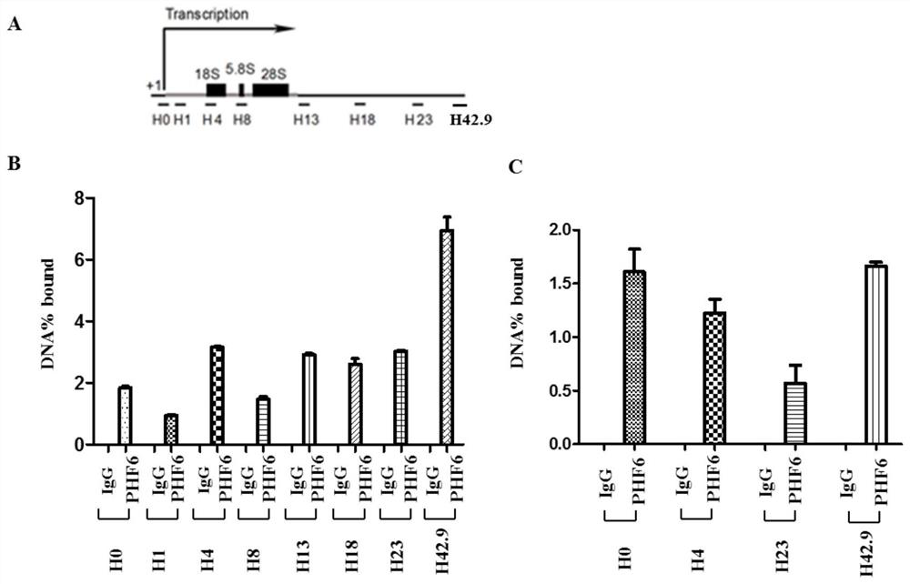 Substances that regulate chromatin histone methylation levels of rDNA genes and their applications