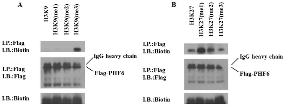 Substances that regulate chromatin histone methylation levels of rDNA genes and their applications