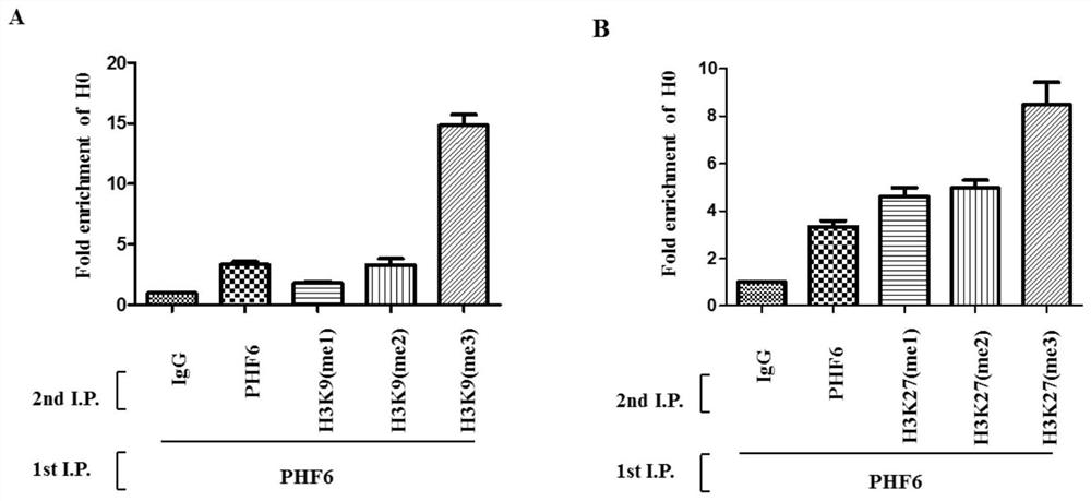 Substances that regulate chromatin histone methylation levels of rDNA genes and their applications