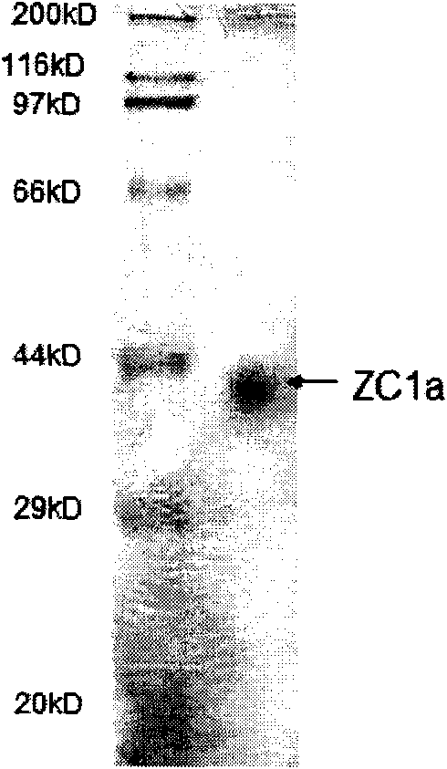 Flavobacterium strain and application thereof in generating agarase