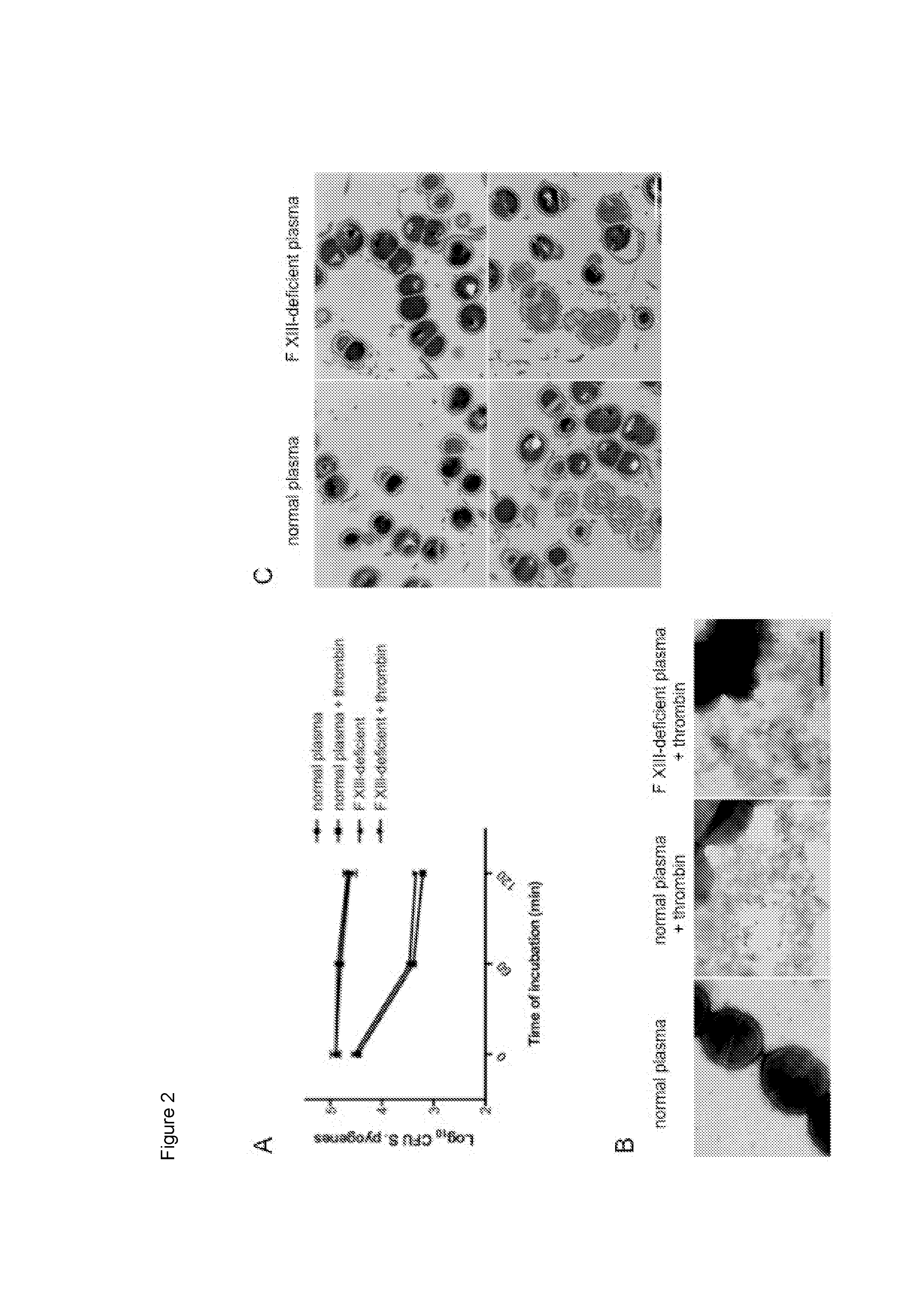 Ancestral serine protease coagulation cascade exerts a novel function in early immune defense