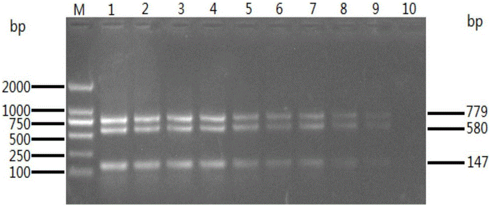 Duplex PCR method for rapidly identifying goose parvovirus and cherry valley duck source parvovirus
