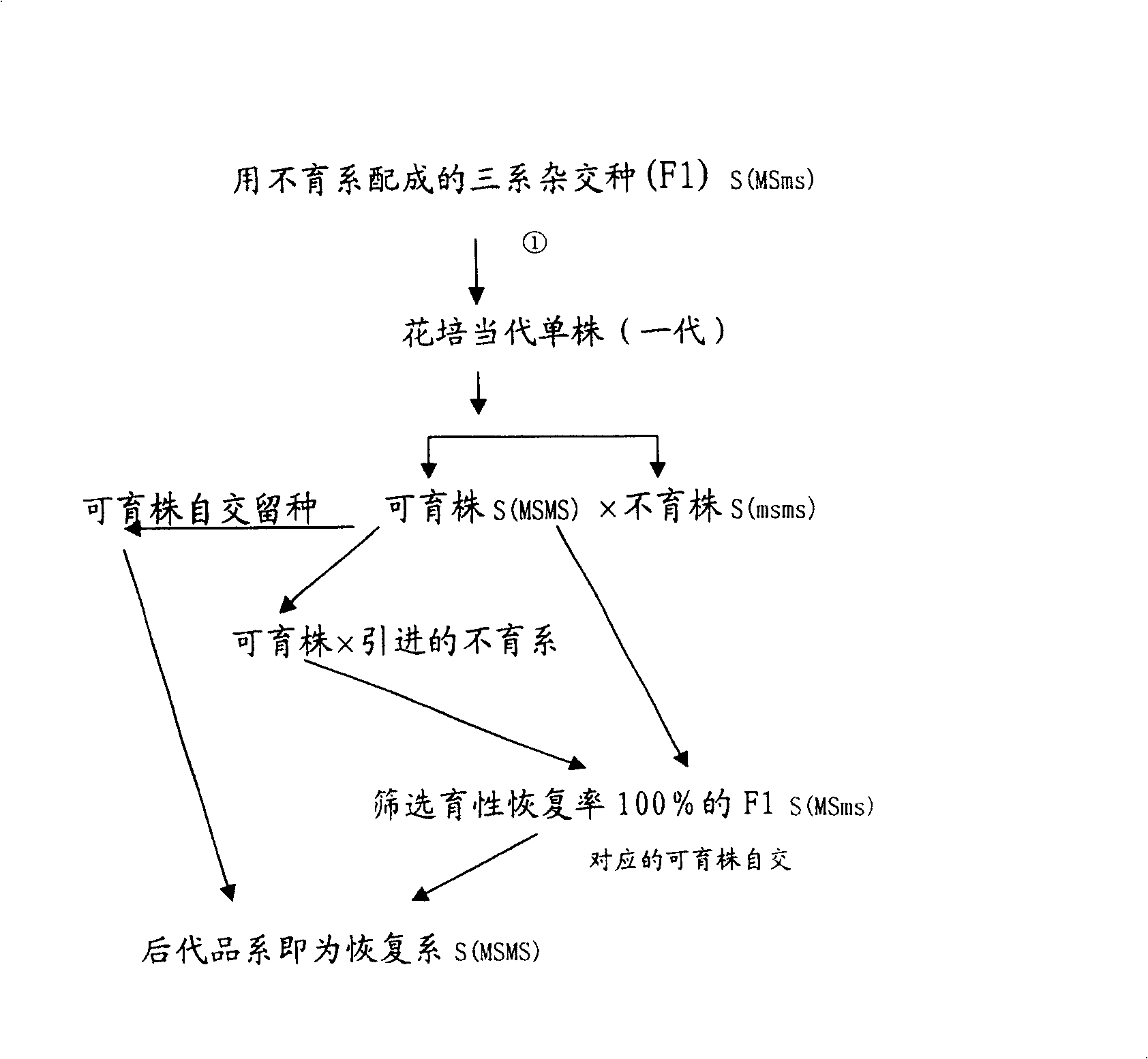 Breeding method for chilli pepper nuclear male sterile dual purpose line and nuclear substance male sterile recovery line