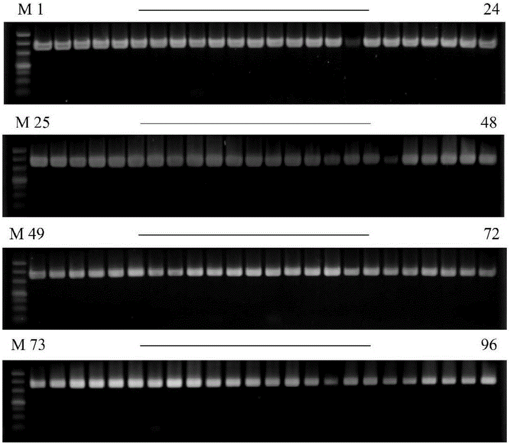 Ustilaginoidea virens PCR detection primers and application thereof