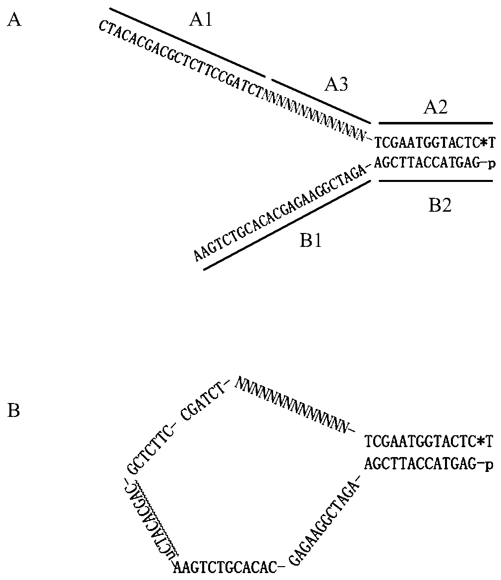 Adapters for Next Generation Sequencing