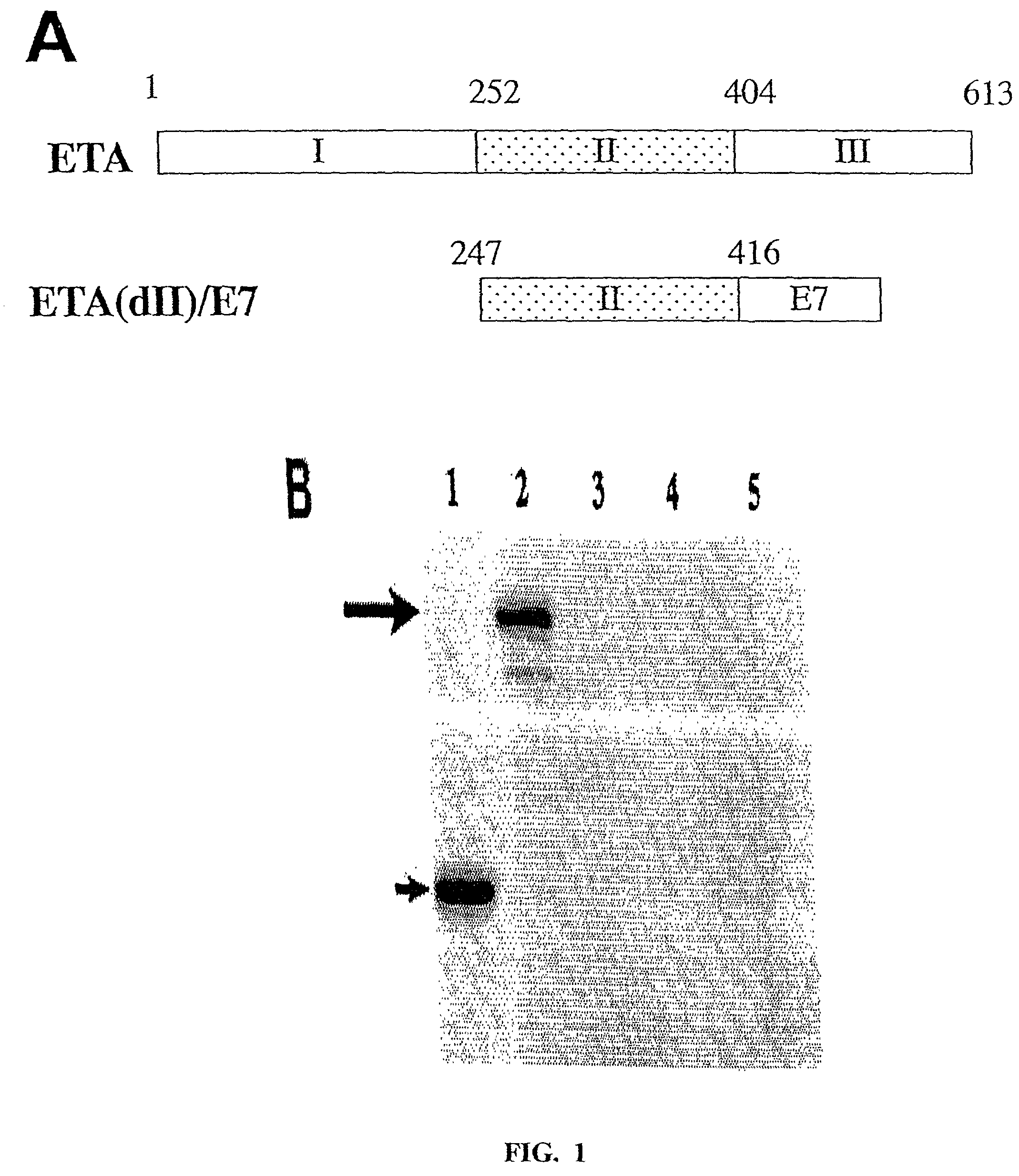 Superior molecular vaccine linking the translocation domain of a bacterial toxin to an antigen