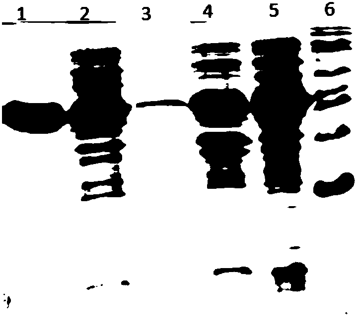 Composition for screening anti-tuberculosis drugs, and screening model and screening method