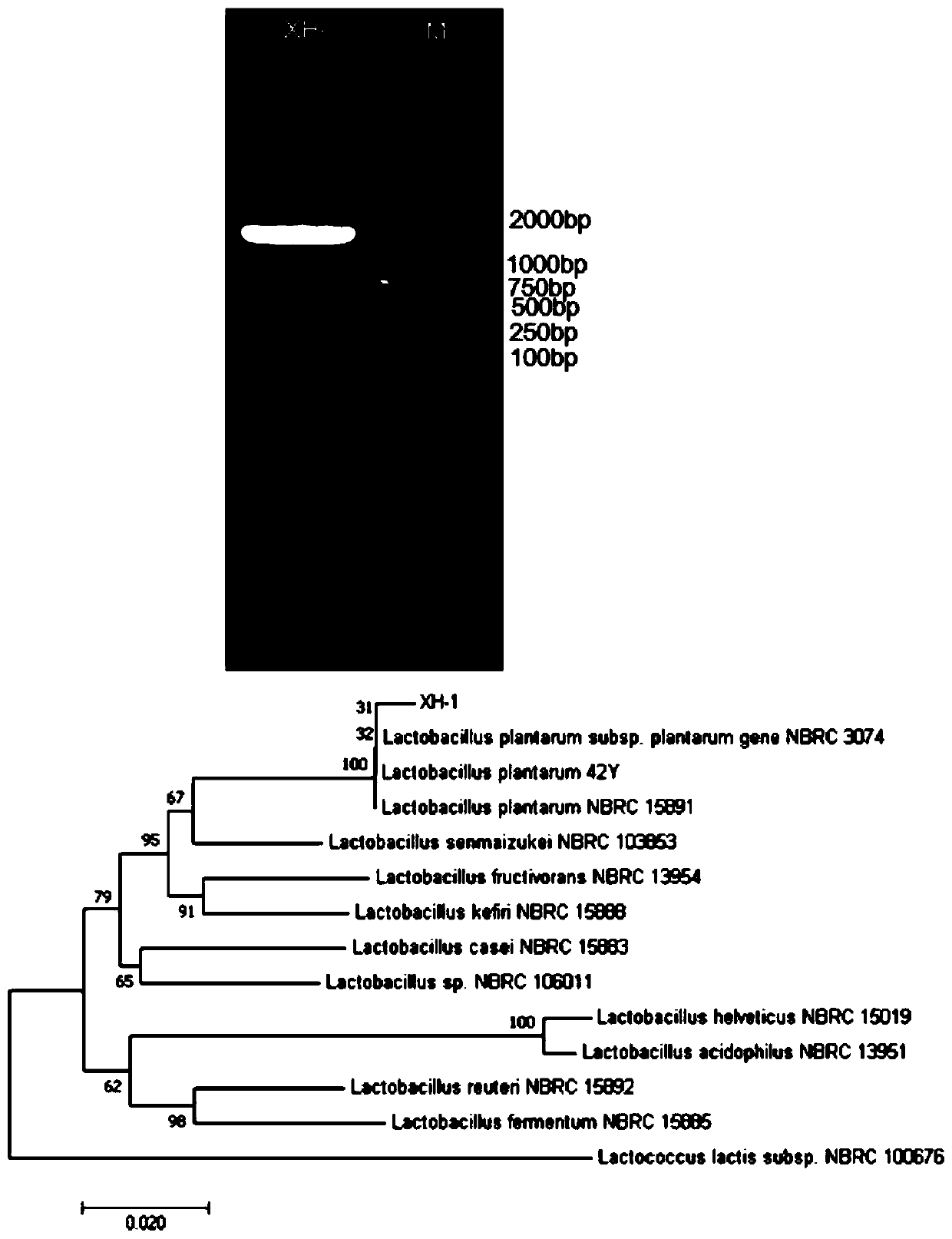 Ethanol-tolerant lactobacillus plantarum and application thereof in fermented food
