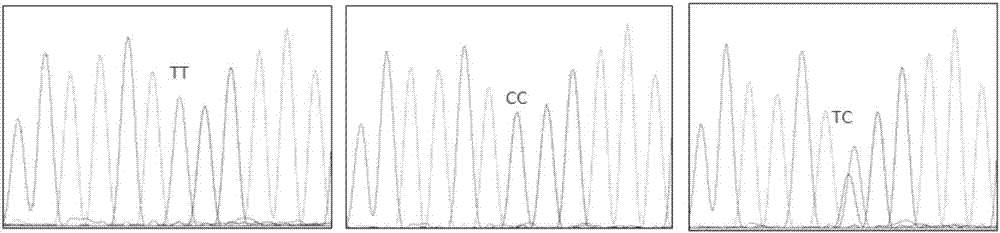 Whole-set primer for detecting polymorphism of rs11190870 in human genome and application of whole-set primer