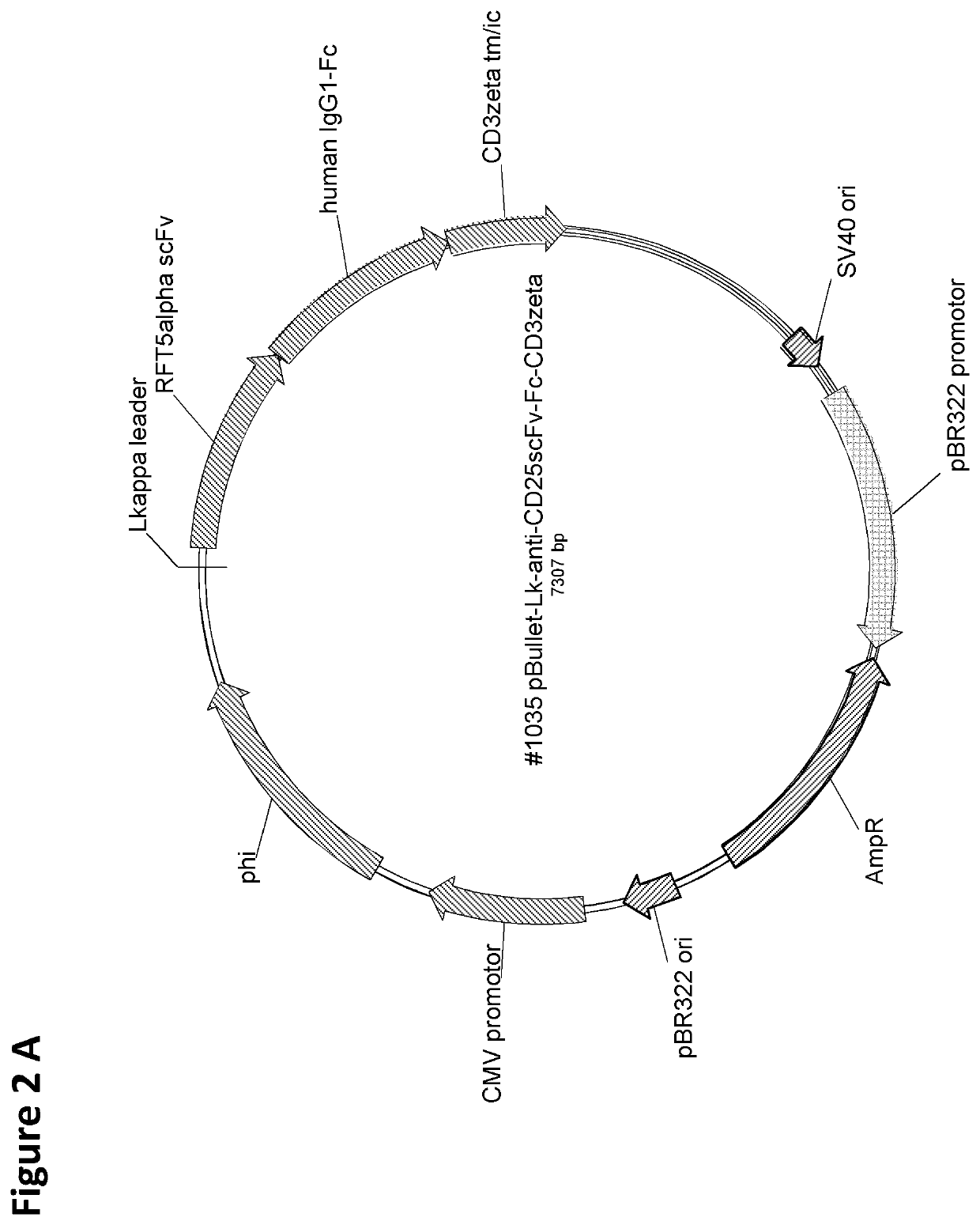 Cd25-specific chimeric antigen receptors and their uses