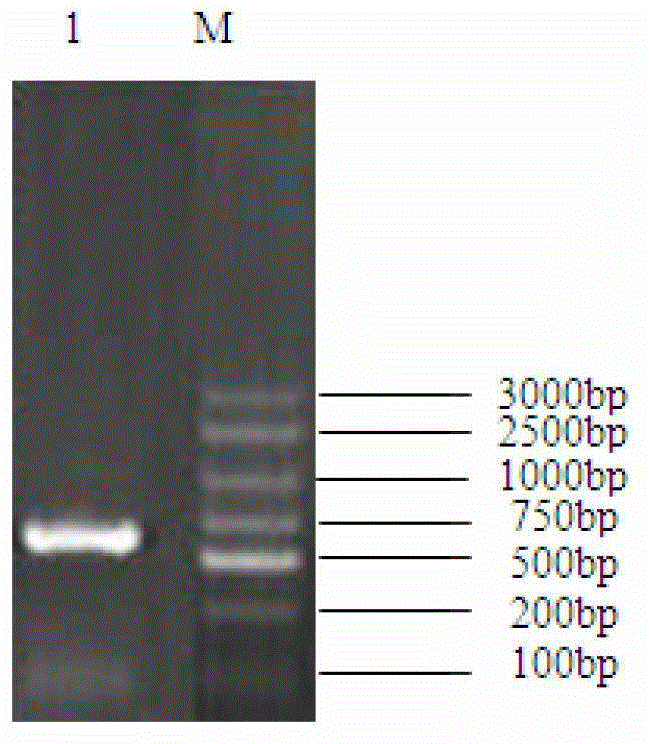 A method for creating new pear self-compatibility germplasm by using pollen-mediated antisense expression of s-rnase